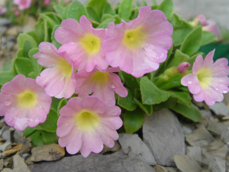 Primula allionii 'Hemswell Blush' photo